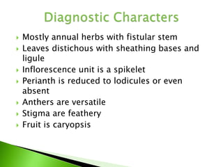  Mostly annual herbs with fistular stem
 Leaves distichous with sheathing bases and
ligule
 Inflorescence unit is a spikelet
 Perianth is reduced to lodicules or even
absent
 Anthers are versatile
 Stigma are feathery
 Fruit is caryopsis
 
