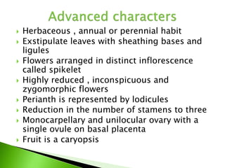  Herbaceous , annual or perennial habit
 Exstipulate leaves with sheathing bases and
ligules
 Flowers arranged in distinct inflorescence
called spikelet
 Highly reduced , inconspicuous and
zygomorphic flowers
 Perianth is represented by lodicules
 Reduction in the number of stamens to three
 Monocarpellary and unilocular ovary with a
single ovule on basal placenta
 Fruit is a caryopsis
 