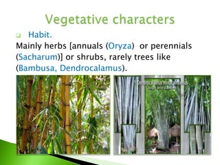  Habit.
Mainly herbs [annuals (Oryza) or perennials
(Sacharum)] or shrubs, rarely trees like
(Bambusa, Dendrocalamus).
 