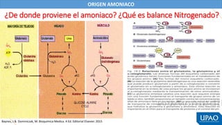 ¿De donde proviene el amoniaco? ¿Qué es balance Nitrogenado?
ORIGEN AMONIACO
Baynes, J & Dominiczak, M. Bioquímica Medica. 4 Ed. Editorial Elsevier. 2015
 