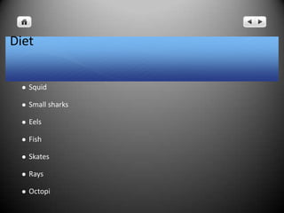 Diet
 Squid
 Small sharks
 Eels
 Fish
 Skates
 Rays
 Octopi
 