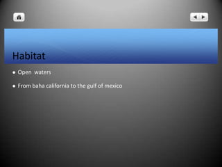 Habitat
 Open waters
 From baha california to the gulf of mexico
 