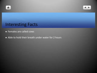 Interesting Facts
 Females are called cows
 Able to hold their breath under water for 2 hours
 