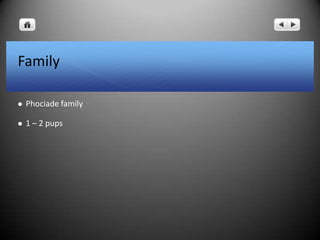 Family
 Phociade family
 1 – 2 pups
 
