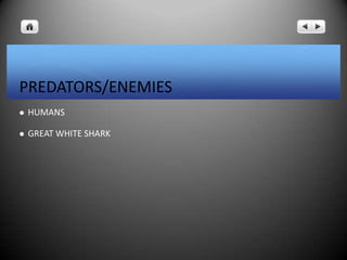 PREDATORS/ENEMIES
 HUMANS
 GREAT WHITE SHARK
 