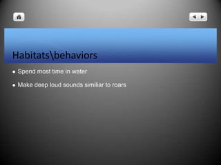 Habitatsbehaviors
 Spend most time in water
 Make deep loud sounds similiar to roars
 
