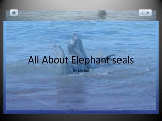 All About Elephant seals
By Mehul
 