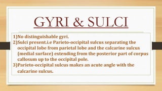 GYRI & SULCI
1)No distinguishable gyri.
2)Sulci present.i.e Parieto-occipital sulcus separating the
occipital lobe from parietal lobe and the calcarine sulcus
(medial surface) extending from the posterior part of corpus
callosum up to the occipital pole.
3)Parieto-occipital sulcus makes an acute angle with the
calcarine sulcus.
 