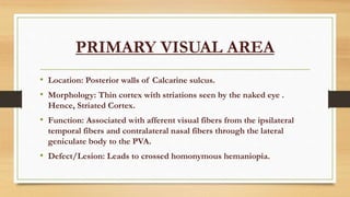 PRIMARY VISUAL AREA
• Location: Posterior walls of Calcarine sulcus.
• Morphology: Thin cortex with striations seen by the naked eye .
Hence, Striated Cortex.
• Function: Associated with afferent visual fibers from the ipsilateral
temporal fibers and contralateral nasal fibers through the lateral
geniculate body to the PVA.
• Defect/Lesion: Leads to crossed homonymous hemaniopia.
 