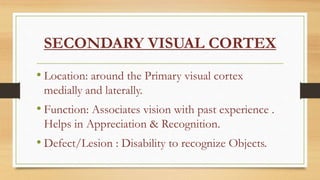 SECONDARY VISUAL CORTEX
• Location: around the Primary visual cortex
medially and laterally.
• Function: Associates vision with past experience .
Helps in Appreciation & Recognition.
• Defect/Lesion : Disability to recognize Objects.
 