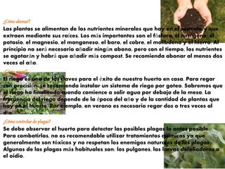 ¿Cómoabonar?
Las plantas se alimentan de los nutrientes minerales que hay en el sustrato y que
extraen mediante sus raíces. Los más importantes son el fósforo, el nitrógeno, el
potasio, el magnesio, el manganeso, el boro, el cobre, el molibdeno y el hierro. Al
principio no será necesario añadir ningún abono, pero con el tiempo, los nutrientes
se agotarán y habrá que añadir más compost. Se recomienda abonar al menos dos
veces al año.
¿Cómoregar?
El riego es una de las claves para el éxito de nuestro huerto en casa. Para regar
con precisión, se recomienda instalar un sistema de riego por goteo. Sabremos que
el riego ha finalizado cuando comience a salir agua por debajo de la mesa. La
frecuencia del riego depende de la época del año y de la cantidad de plantas que
hay en el huerto. Por ejemplo, en verano es necesario regar dos o tres veces al
día.
¿Cómocontrolarde plagas?
Se debe observar el huerto para detectar las posibles plagas lo antes posible.
Para combatirlas, no es recomendable utilizar tratamientos químicos ya que
generalmente son tóxicos y no respetan los enemigos naturales de las plagas.
Algunas de las plagas más habituales son: los pulgones, las larvas defoliadoras o
el oidio.
 