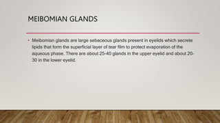 MEIBOMIAN GLANDS
• Meibomian glands are large sebaceous glands present in eyelids which secrete
lipids that form the superficial layer of tear film to protect evaporation of the
aqueous phase. There are about 25-40 glands in the upper eyelid and about 20-
30 in the lower eyelid.
 