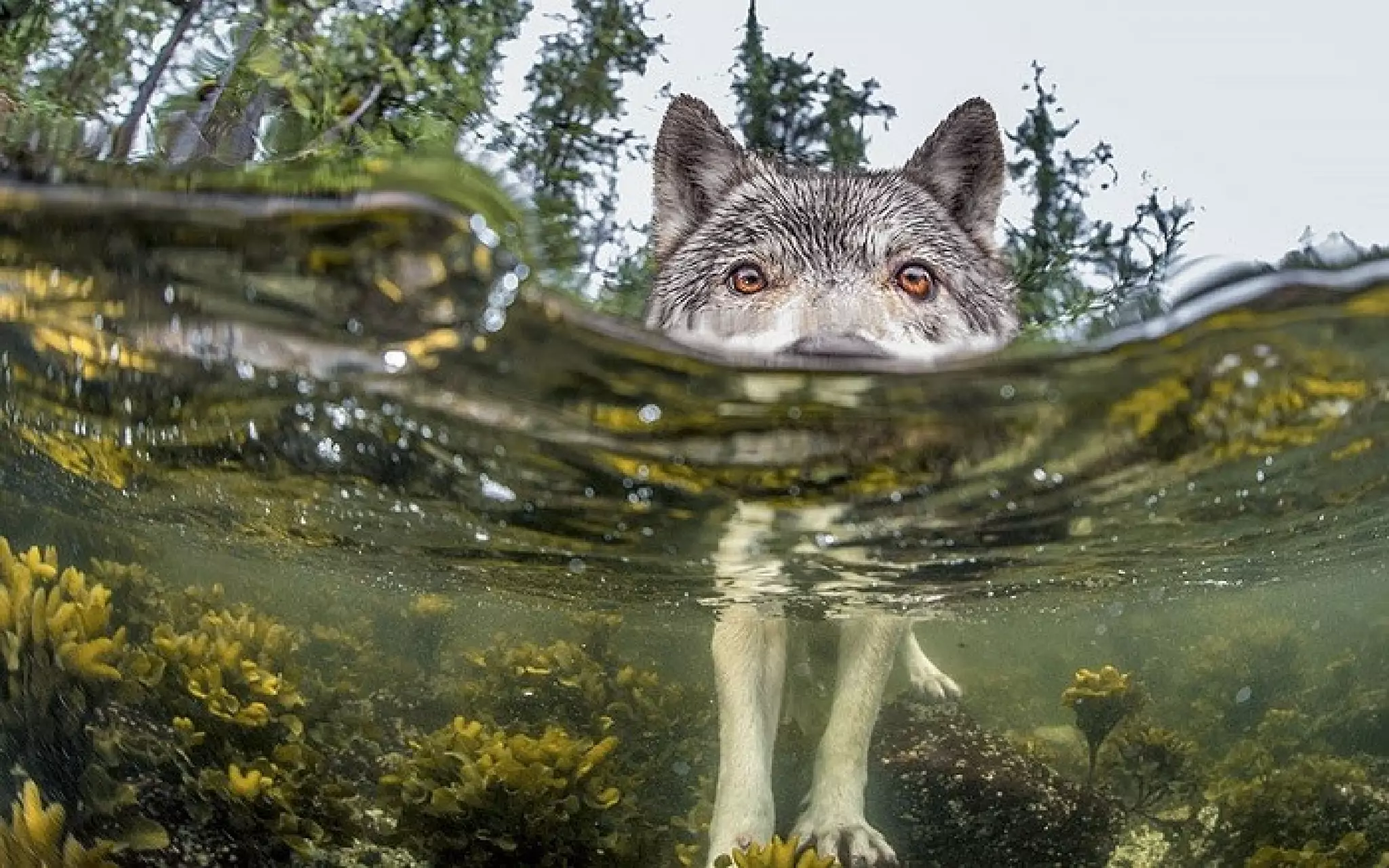 Meilleures photos national geo 2015