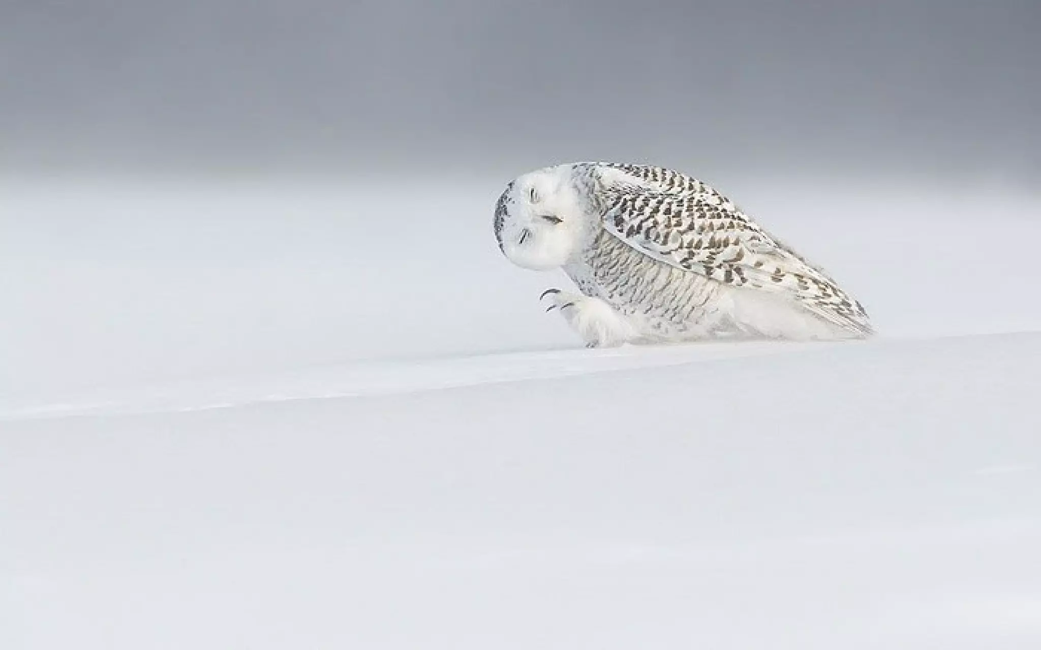 Meilleures photos national geo 2015