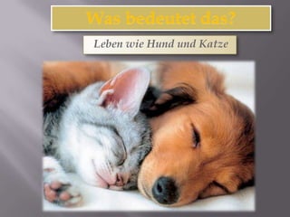 Leben wie Hund und Katze
 