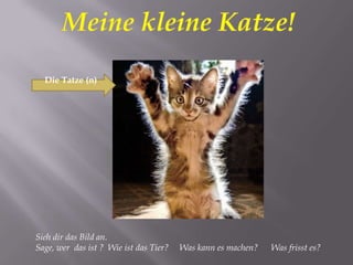 Die Tatze (n)




Sieh dir das Bild an.
Sage, wer das ist ? Wie ist das Tier?   Was kann es machen?   Was frisst es?
 