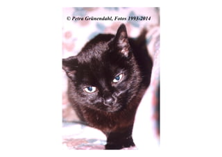 © Petra Grünendahl, Fotos 1993-2014
 