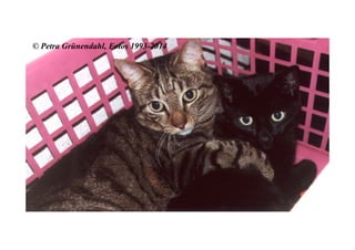 © Petra Grünendahl, Fotos 1993-2014
 