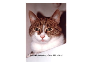 ©
© Petra Grünendahl, Fotos 1993-2014
 