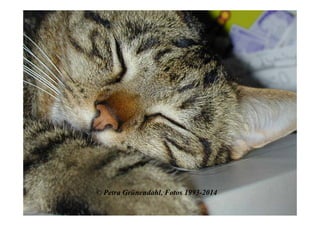 © Petra Grünendahl, Fotos 1993-2014
 