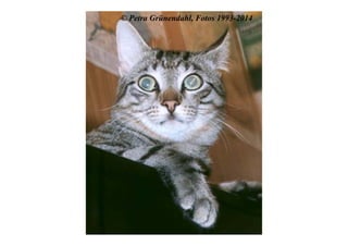 © Petra Grünendahl, Fotos 1993-2014
 