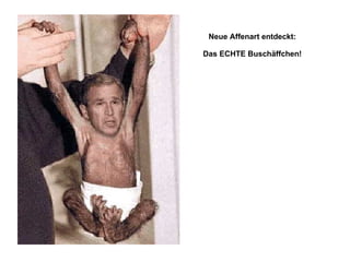 Neue Affenart entdeckt: Das ECHTE Buschäffchen!