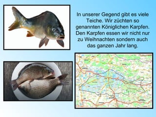 In unserer Gegend gibt es viele
Teiche. Wir züchten so
genannten Königlichen Karpfen.
Den Karpfen essen wir nicht nur
zu Weihnachten sondern auch
das ganzen Jahr lang.
 