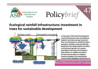 Ecological rainfall infrastructure -Meine van Noordwijk 