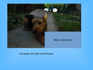 Ich spiele mit mein Hund Tschak.
Mein Lieber Hund
 