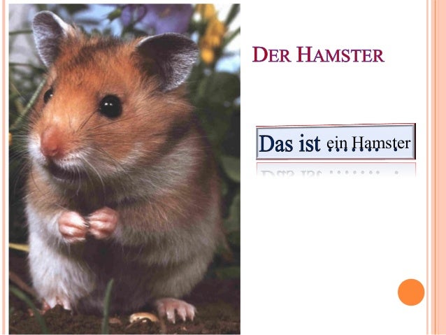 Mein Haustier Mein Haustier