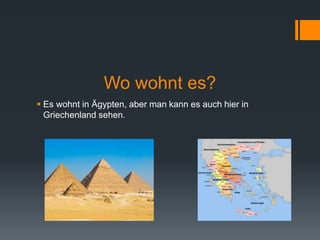 Wo wohnt es? 
 Es wohnt in Ägypten, aber man kann es auch hier in 
Griechenland sehen. 
 