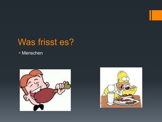 Was frisst es? 
 Menschen 
 