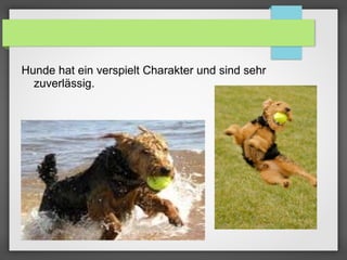 Hunde hat ein verspielt Charakter und sind sehr
zuverlässig.