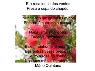 E a rosa louca dos ventos Presa à copa do chapéu. Nunca dês um nome a um rio: Sempre é outro rio a passar. Nada jamais continua, Tudo vai recomeçar! E sem nenhuma lembrança Das outras vezes perdidas, Atiro a rosa do sonho Nas tuas mãos distraídas... Mário Quintana 