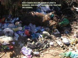 Não vamos deixar nosso Planeta morrer. Isso não é maneira de tratar um animal.