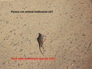 Parece um animal inofensivo né?Você sabe as doenças que ele traz?
