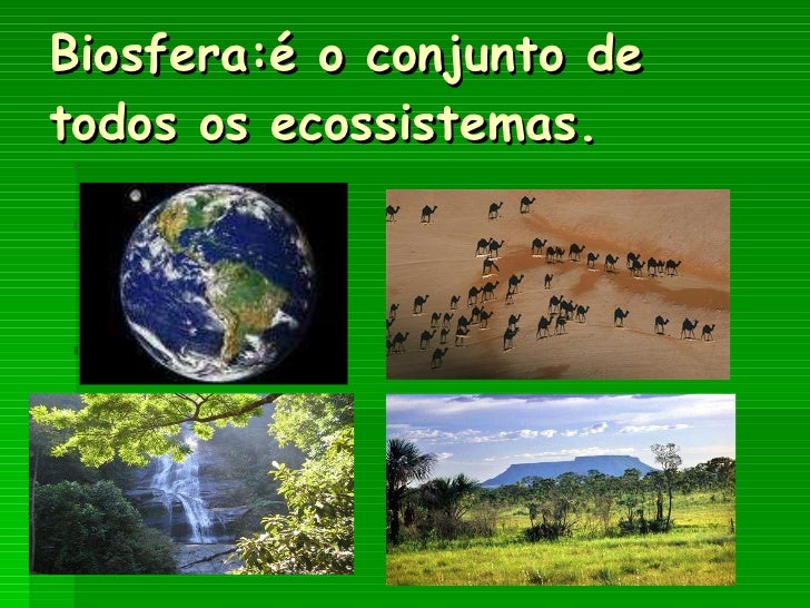 Unitau Sp O Conjunto De Todos Os Ecossistemas Forma