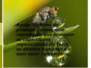 Adotar padrões de
produção, consumo e
reprodução que protejam
as capacidades
regenerativas da Terra,
os direitos humanos e o
bem-estar comunitário.
 