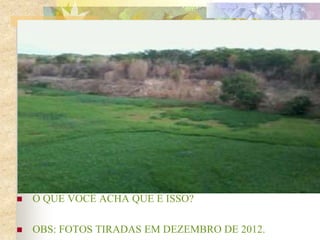  O QUE VOCÊ ACHA QUE É ISSO?
 OBS: FOTOS TIRADAS EM DEZEMBRO DE 2012.
 