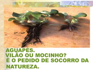 AGUAPÉS.
É O PEDIDO DE SOCORRO DA
NATUREZA.
VILÃO OU MOCINHO?
 