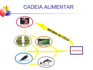 CADEIA ALIMENTAR
 