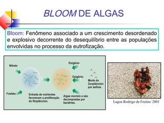 BLOOM DE ALGAS
Bloom: Fenômeno associado a um crescimento desordenado
e explosivo decorrente do desequilíbrio entre as populações
envolvidas no processo da eutrofização.
Lagoa Rodrigo de Freitas/ 2001
 
