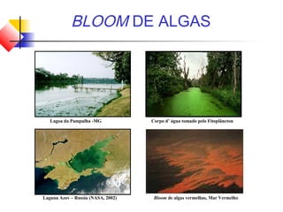BLOOM DE ALGAS
Lagoa da Pampulha -MG
Laguna Azov – Russia (NASA, 2002) Bloom de algas vermelhas, Mar Vermelho
Corpo d’ água tomado pelo Fitoplâncton
 