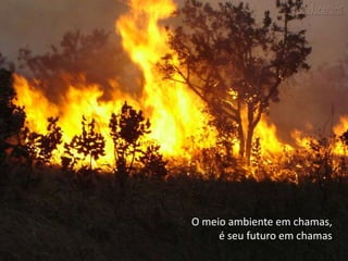 O meio ambiente em chamas,
é seu futuro em chamas
 