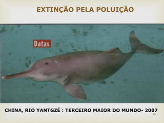 16 
EXTINÇÃO PELA POLUIÇÃO 
CHINA, RIO YANTGZÉ : TERCEIRO MAIOR DO MUNDO- 2007 
 