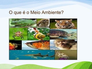 O que é o Meio Ambiente?
 