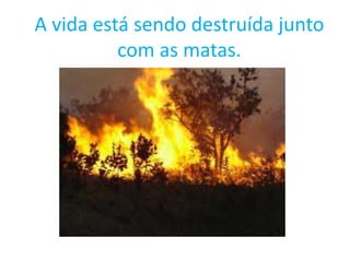 A vida está sendo destruída junto
com as matas.
 