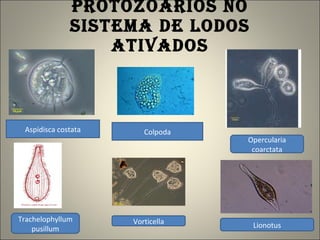 PROTOZOÁRIOS NO SISTEMA DE LODOS ATIVADOS Aspidisca costata Opercularia coarctata Trachelophyllum pusillum Vorticella Colpoda Lionotus 
