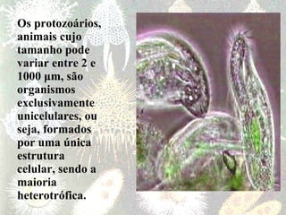 Os protozoários, animais cujo tamanho pode variar entre 2 e 1000 μm, são organismos exclusivamente unicelulares, ou seja, formados por uma única estrutura celular, sendo a maioria heterotrófica. 