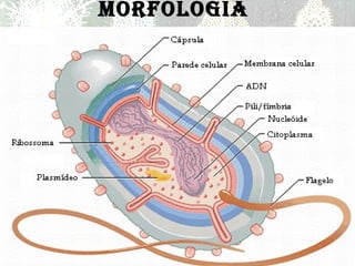 MORFOLOGIA  